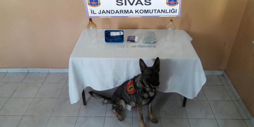 Sivas'ın Kangal ilçesinde uyuşturucu operasyonu