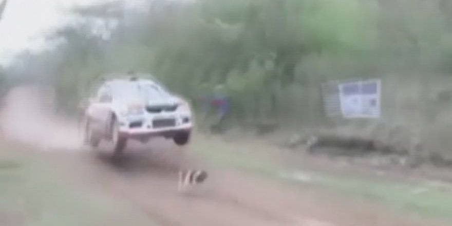 Ralli pistinde mucize! İşte dünyanın en şanslı köpeği..