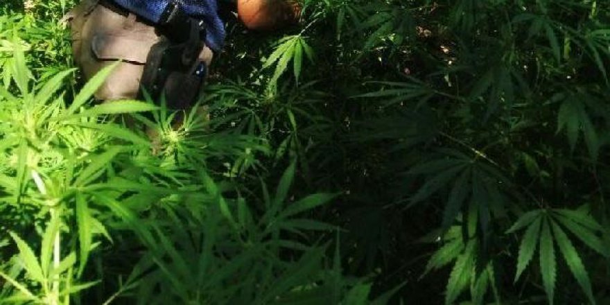Bingöl'de 52 kilo 780 gram esrar ele geçirildi
