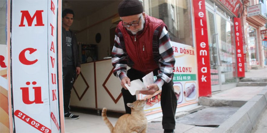 Sokak kedisini tavuk dönerle besliyor