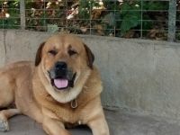 Adnan Oktar’ın Kedicikleri Gitti, Villanın Önündeki Köpek Kaldı