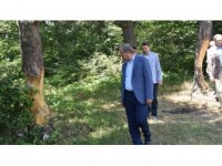 Tokat Valiliğinden Çam Ağaçlarına Zarar Verilmesine İlişkin Açıklama
