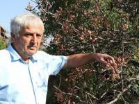 Karabük'te Menengiç Ağaçlarında Aşılamayla Antep Fıstığı Üretiliyor