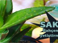 Bahçede yetiştirmemeniz gereken bitkiler