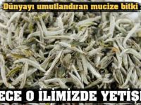 Kanser düşmanı bitki sadece Türkiye'de! Bütün Dünya Peşinde koşuyor : Şifa olsun